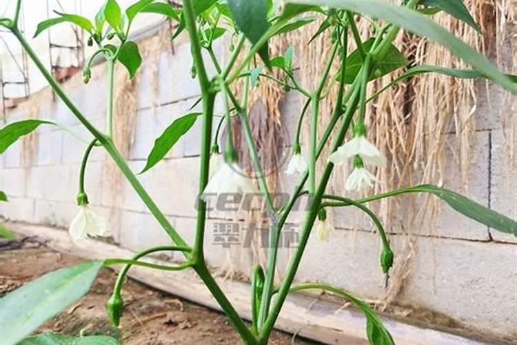 辣椒种植需要施什么肥