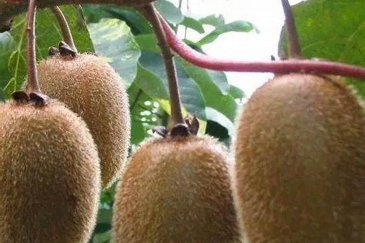 磷酸二氢钾用在猕猴桃上浓度多少