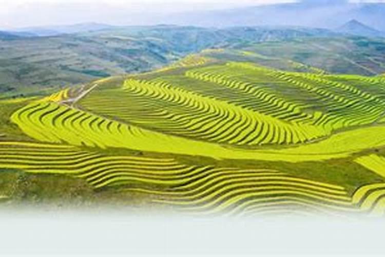 我想问下甘肃省定西市哪里有暖棚、我想种植草莓