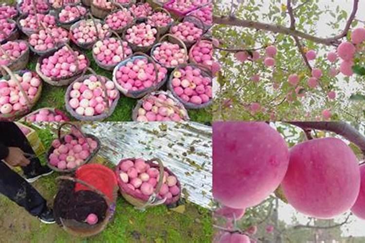 红富士苹果撤袋后,可以再用撒施肥吗？