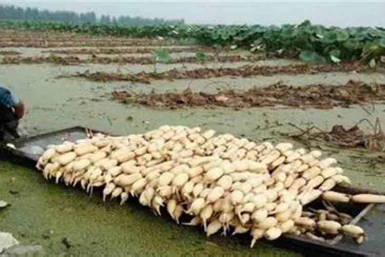 深山莲藕种植技巧