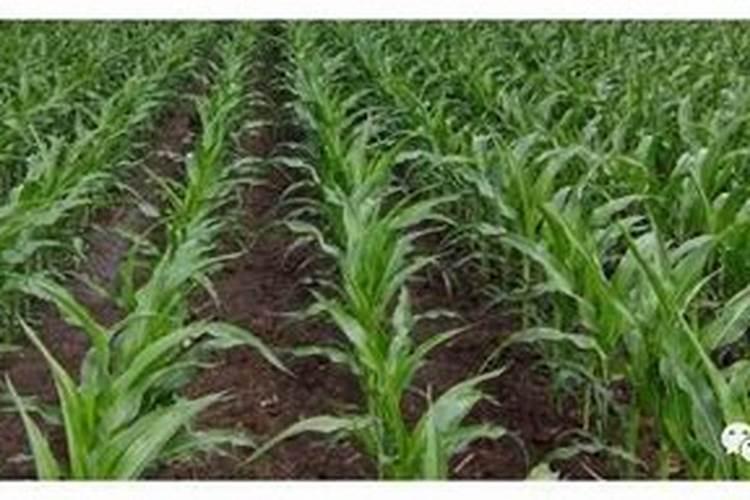 种玉米掺混肥好还是复合肥好