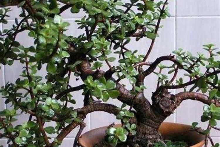 玉树施什么肥料最好