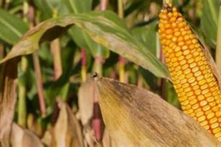 玉米最佳化肥配方