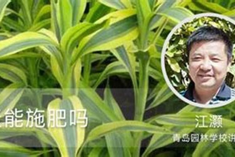 绿植夏天能施肥吗