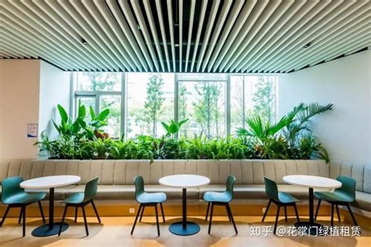 摆在办公室的绿植怎么施肥