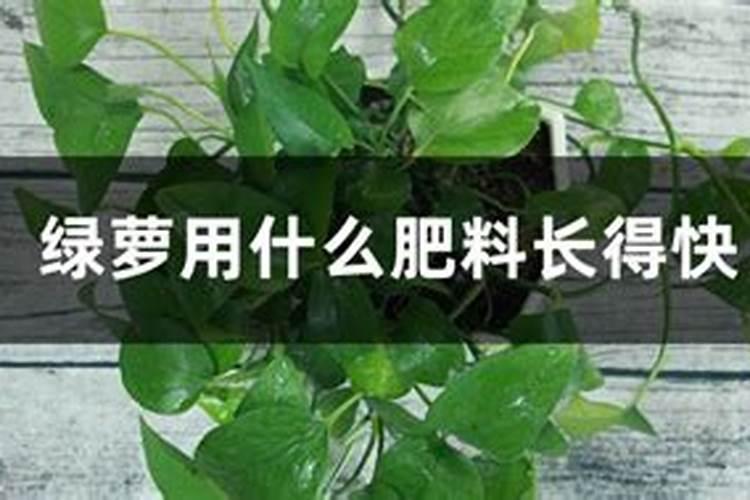 绿萝吊兰适合用什么肥料长得快