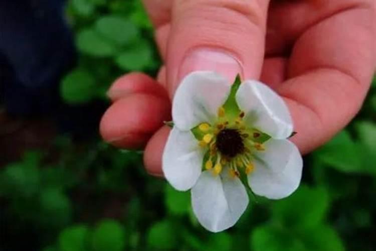 草莓冬天能耐多少度的低温