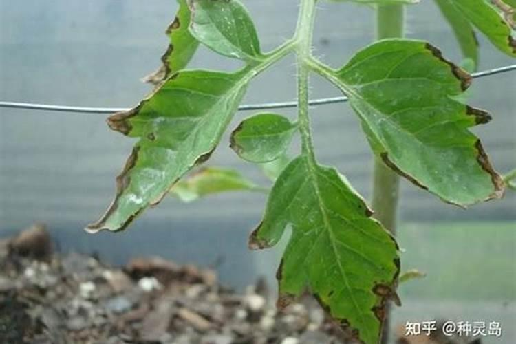 不足,很多养花者会施肥过量,导致植物遭遇肥害怎么办