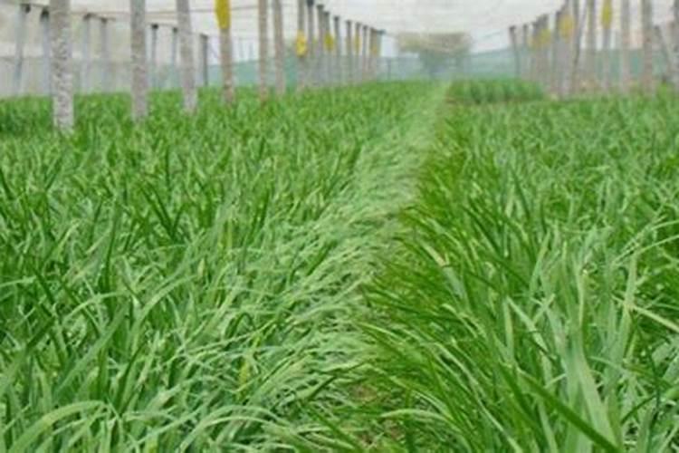 韭菜优质高产施肥技术