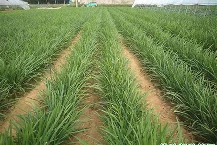 韭菜秋季管理与追肥