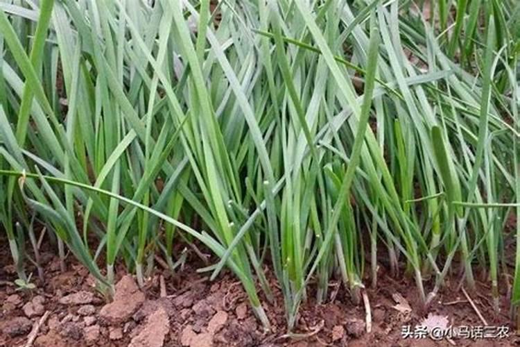 韭菜如何施肥？韭菜施肥方法