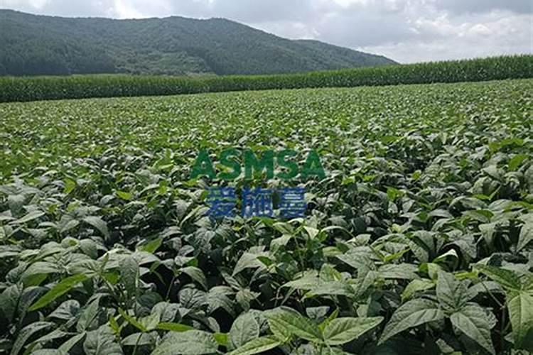 大豆施叶面肥时间