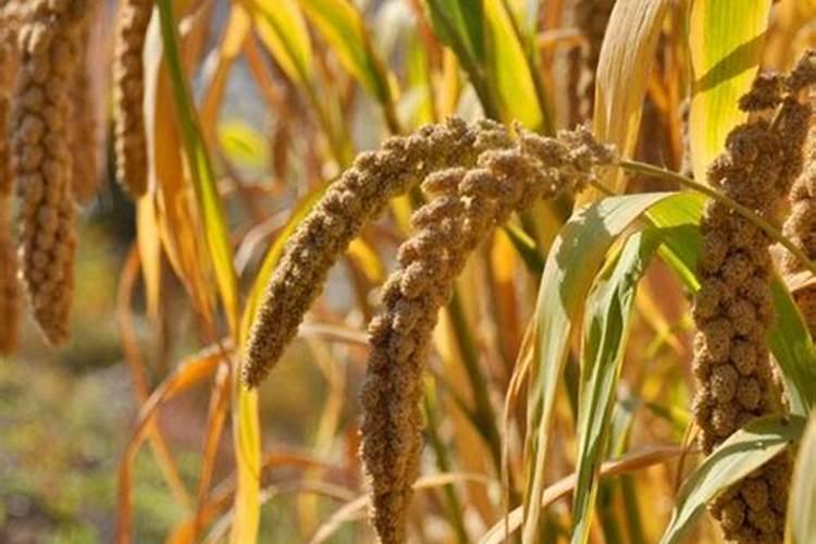 谷子喜欢磷肥吗为什么？