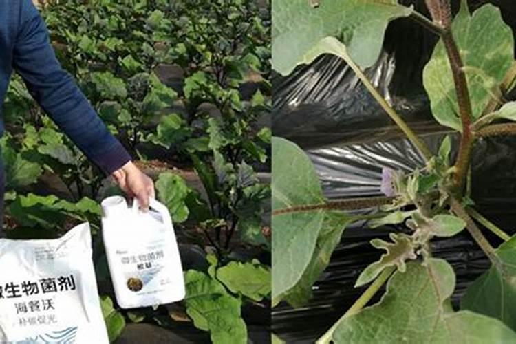 茄子水溶肥多少钱一吨？水溶肥什么样的好？水溶肥使用方法!