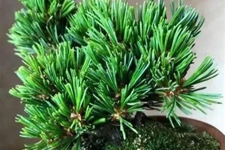 五针松怎么施肥的？