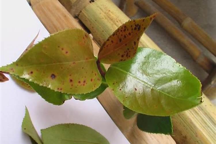 茶叶有锈斑怎么回事