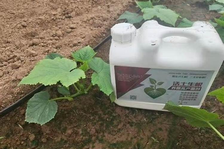 黄瓜生根养根肥料,生根剂用什么好,黄瓜生根剂那种牌的好