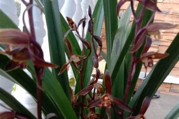 墨兰花怎么养才能开花 养墨兰开花的技巧