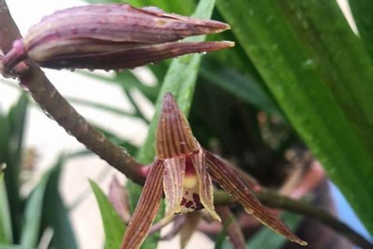 墨兰叶子卷曲怎么办,遮阴防晒追施磷肥