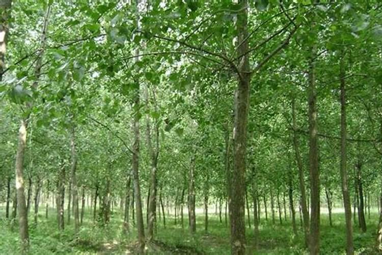 杨树茁壮肥有哪些