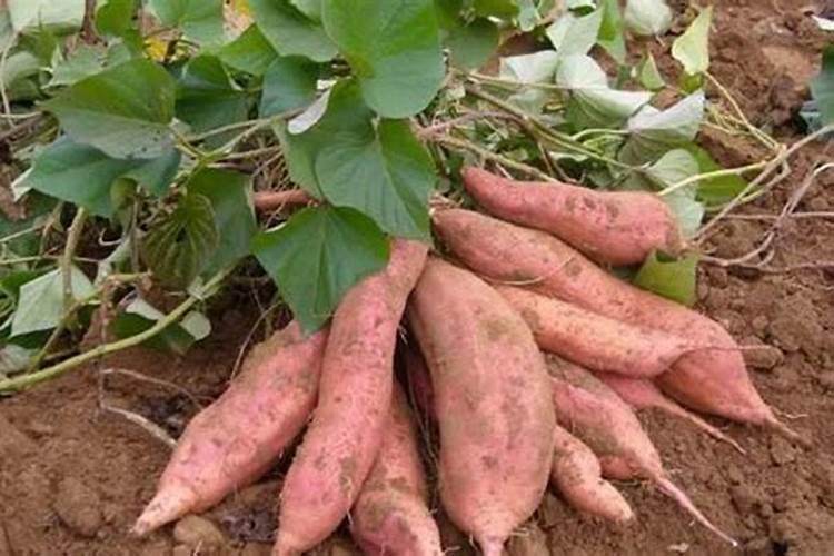 刚栽好的红薯秧能放磷肥吗他烧不烧？