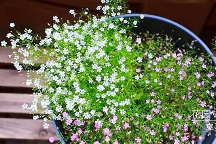 满天星花期怎么施肥？