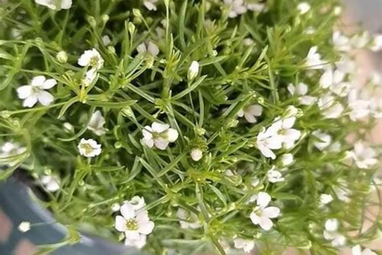 满天星浇什么肥料合适