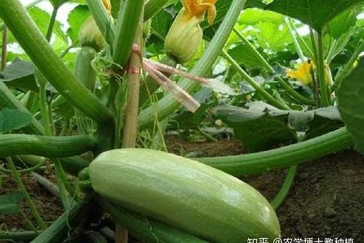 种西葫芦需要钙肥吗为什么不能种？