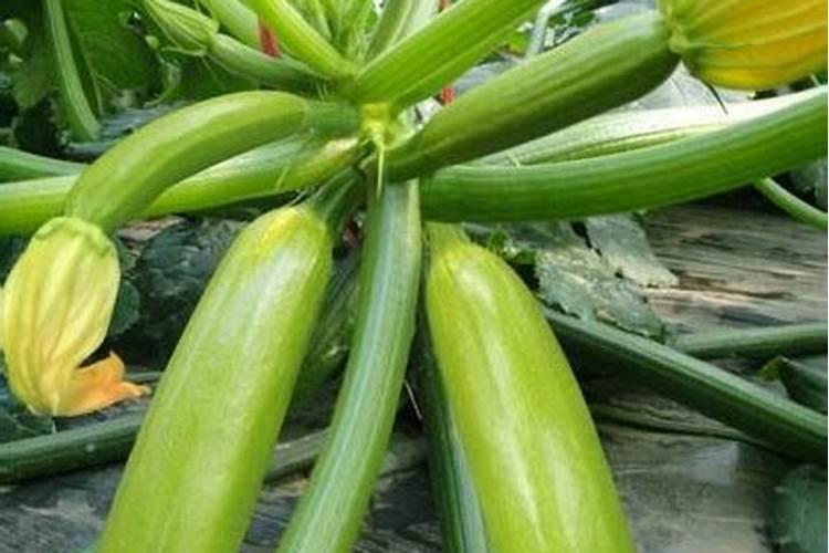 西葫芦裂果是什么原因