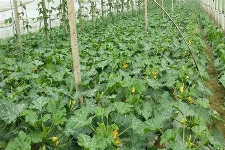 西葫芦裂果是什么原因 有哪些解决方法