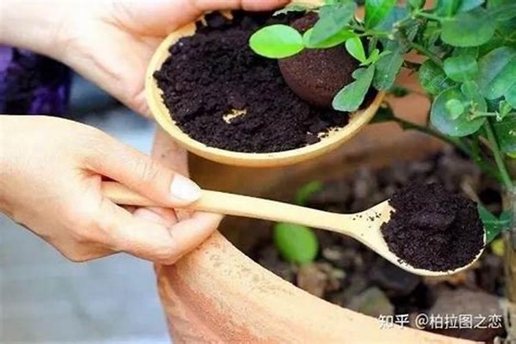 春季花卉什么时候施肥