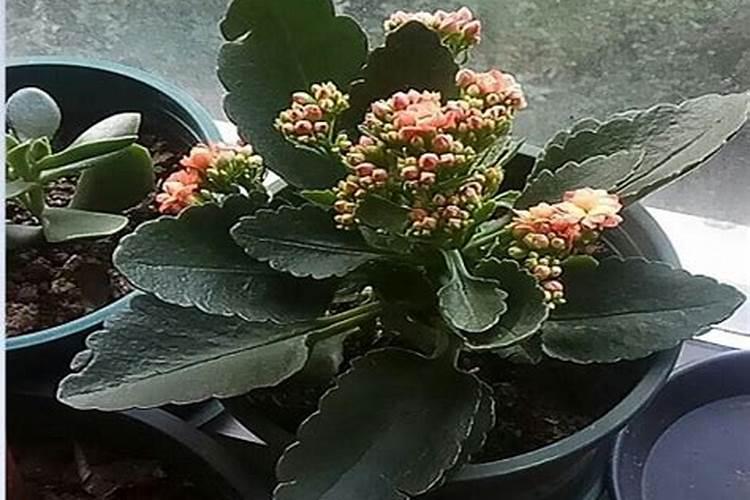 长寿花开花时能施肥吗