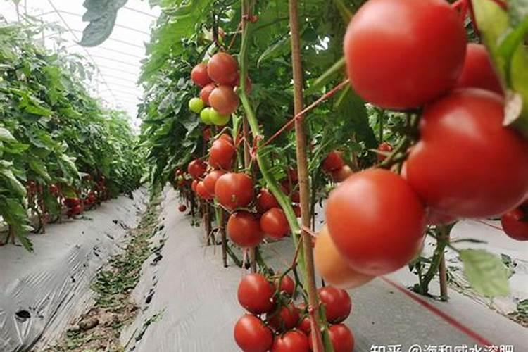 番茄果亮要施什么肥？番茄管理好提高果色亮度
