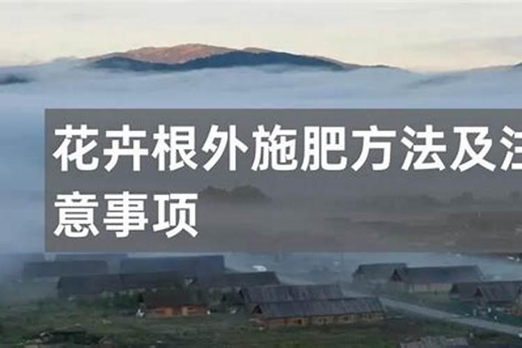 烟花的栽培方法及注意事项