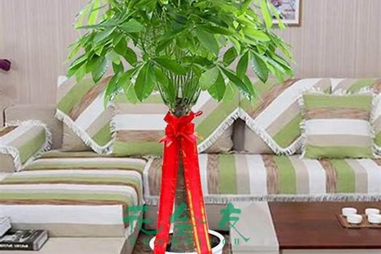 不用施肥的植物有哪些？