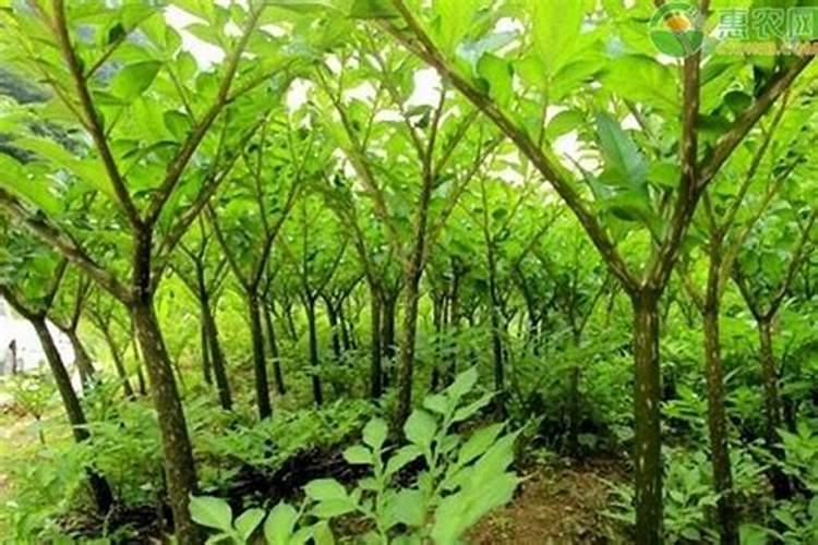 魔芋种植时肥料和树叶子怎么放？