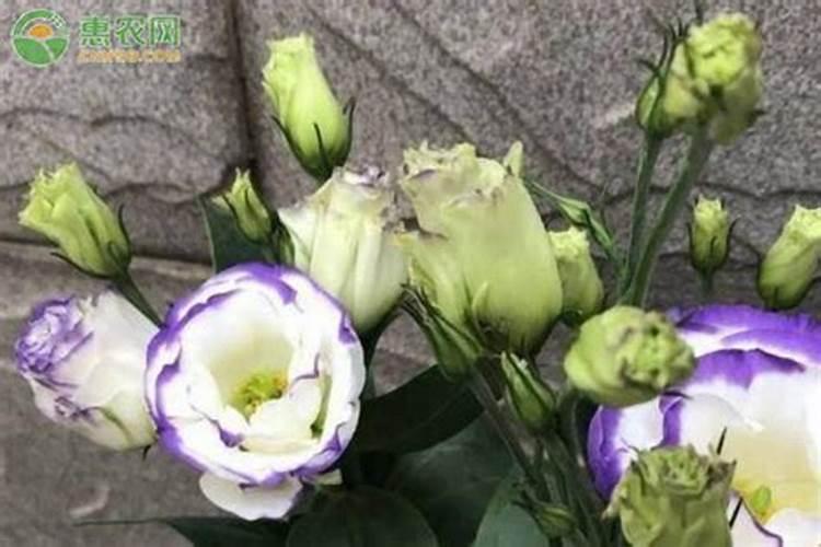 洋桔梗花苗的种植方法和时间