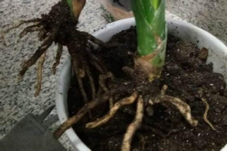 生根粉直接兑水浇上可以吗 生根粉怎么用效果好