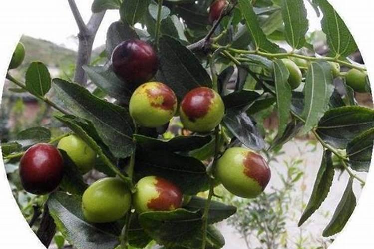 枣树一次上多少钾肥料？