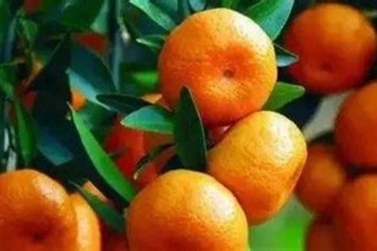 7月份柑橘可用磷肥吗