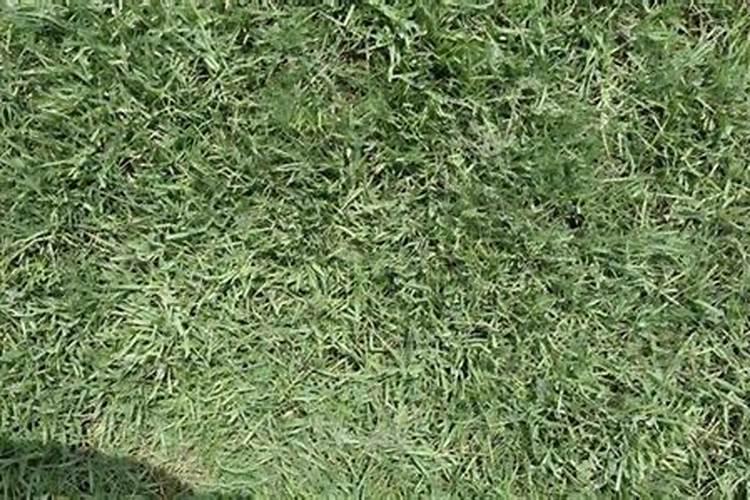 草坪一亩需要多少磷肥合适用？