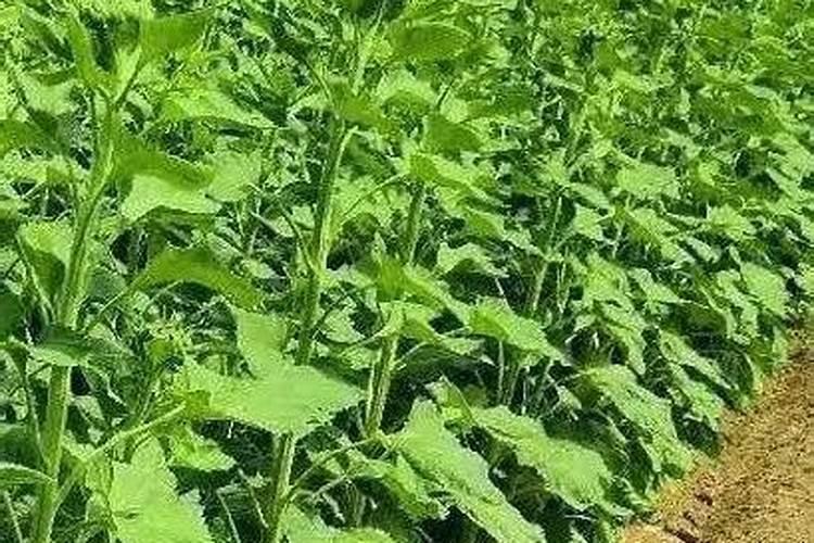 葵花后期需要多少钾肥呢？