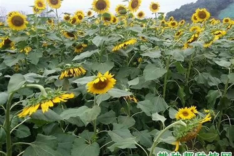 向日葵整个生育期需要多少氮、磷、钾肥？