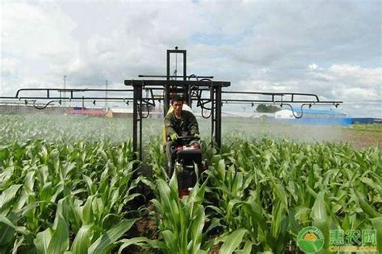 农民种玉米用什么肥料最好