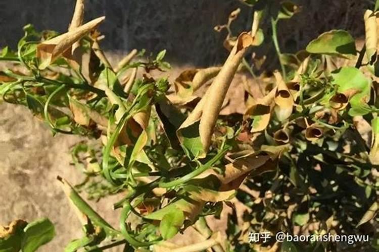 过量给蔬菜洒肥料导致哪些危害？