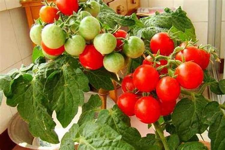 如何施肥能让西红柿长得更好？