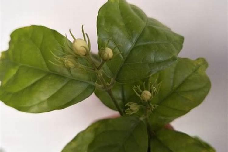 为什么七里香光长叶子不开花