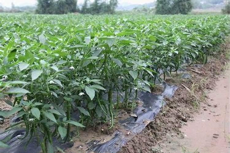 种植辣椒的水肥如何管理(辣椒盛果期怎么浇水施肥)