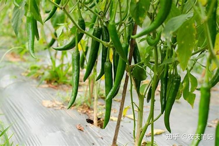 种植辣椒的水肥如何管理